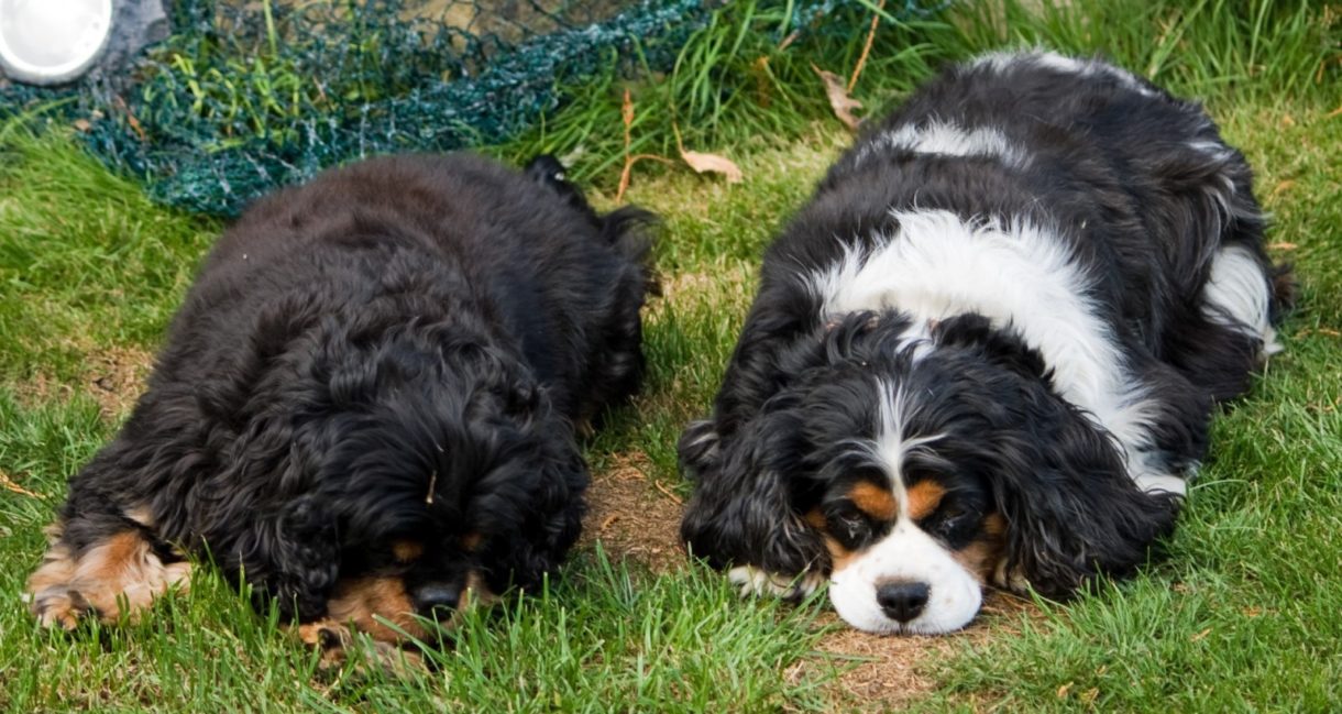 Cómo tratar los gusanos en perros