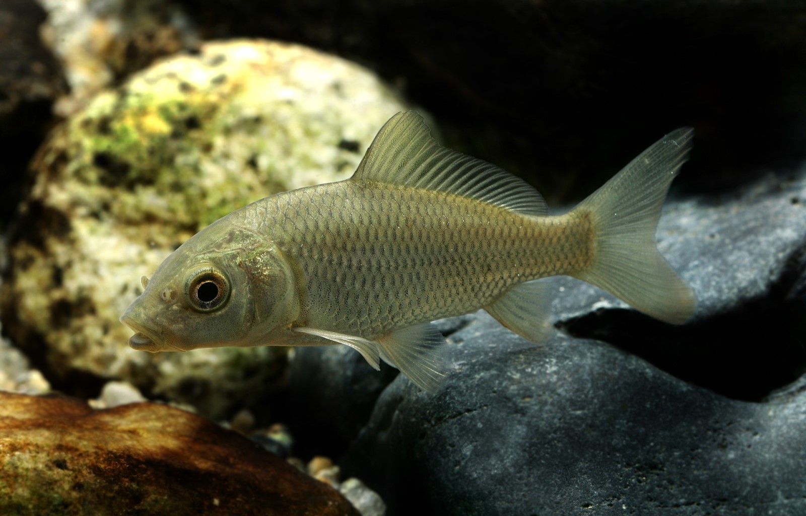 La vida de los peces en los acuarios