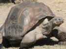 Fallece la última tortuga hembra de caparazón blando del Yangtzé