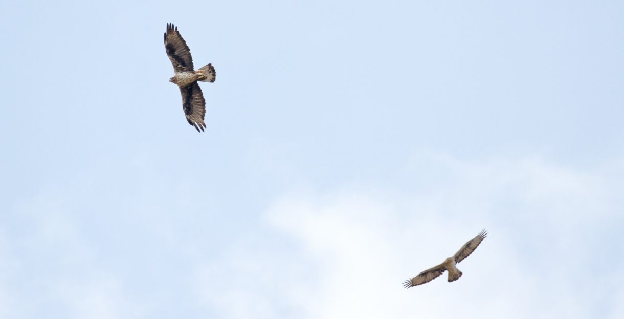 Las águilas de Bonelli introducidas en Madrid crían por primera vez