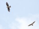 Las águilas de Bonelli introducidas en Madrid crían por primera vez