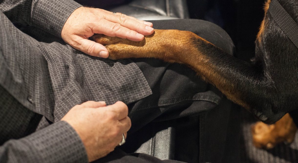 Transporte de animales en aeropuertos, esto es lo que debemos saber