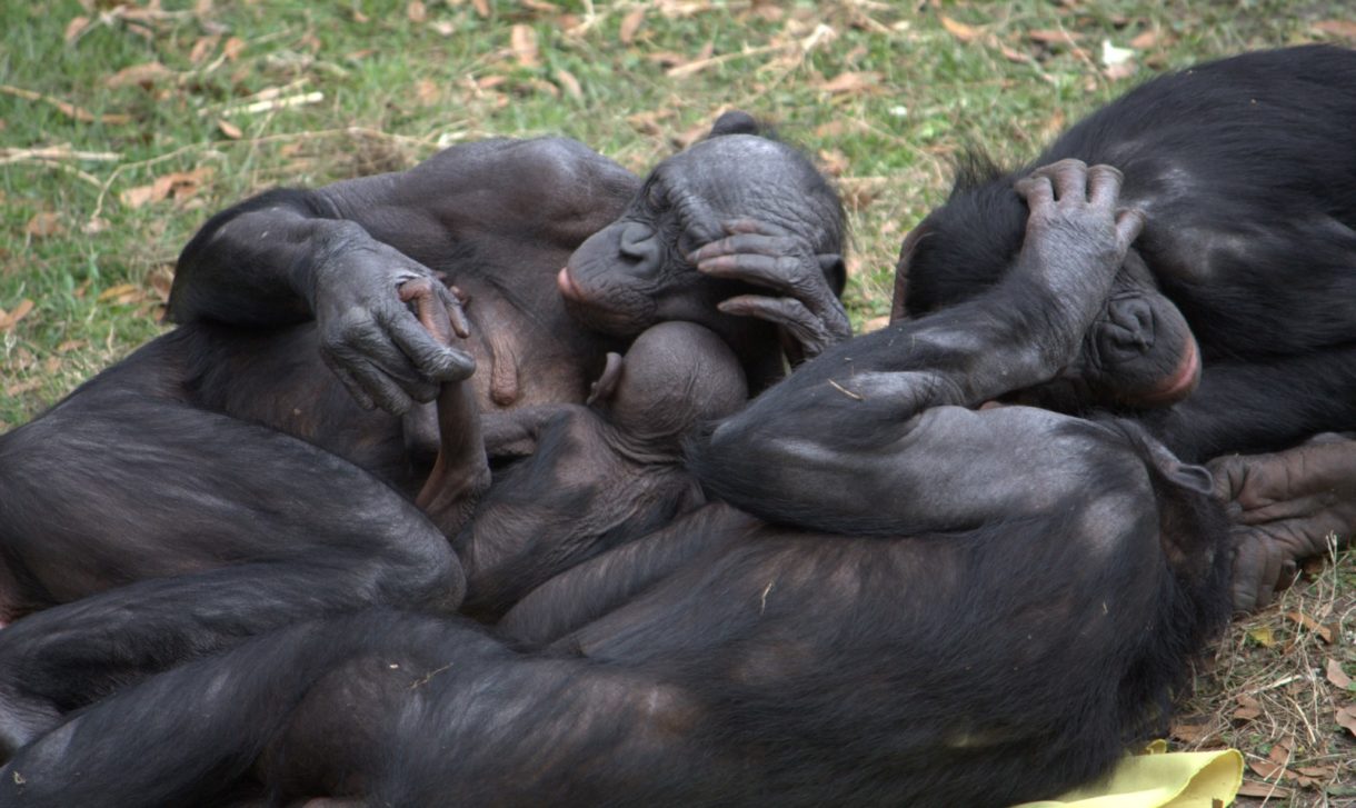 Descubren que las madres bonobo ayudan a sus hijos a ligar