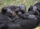 Descubren que las madres bonobo ayudan a sus hijos a ligar