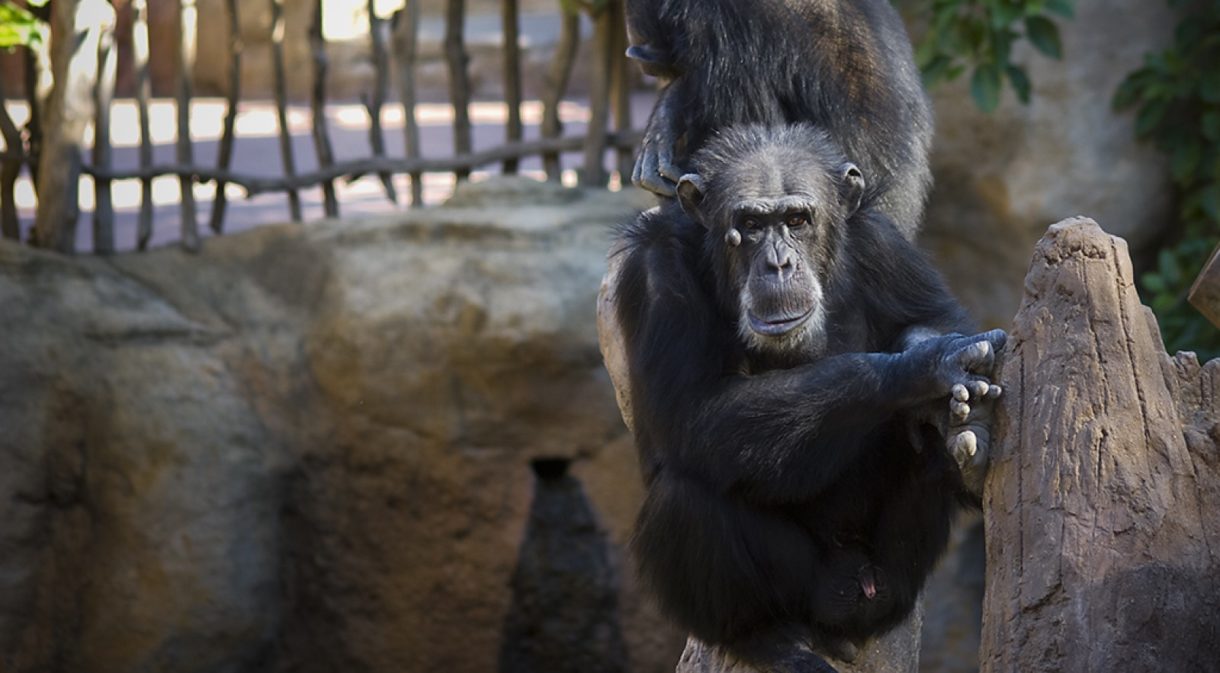 Así es cómo nos ha llegado el ADN de un chimpancé extinto