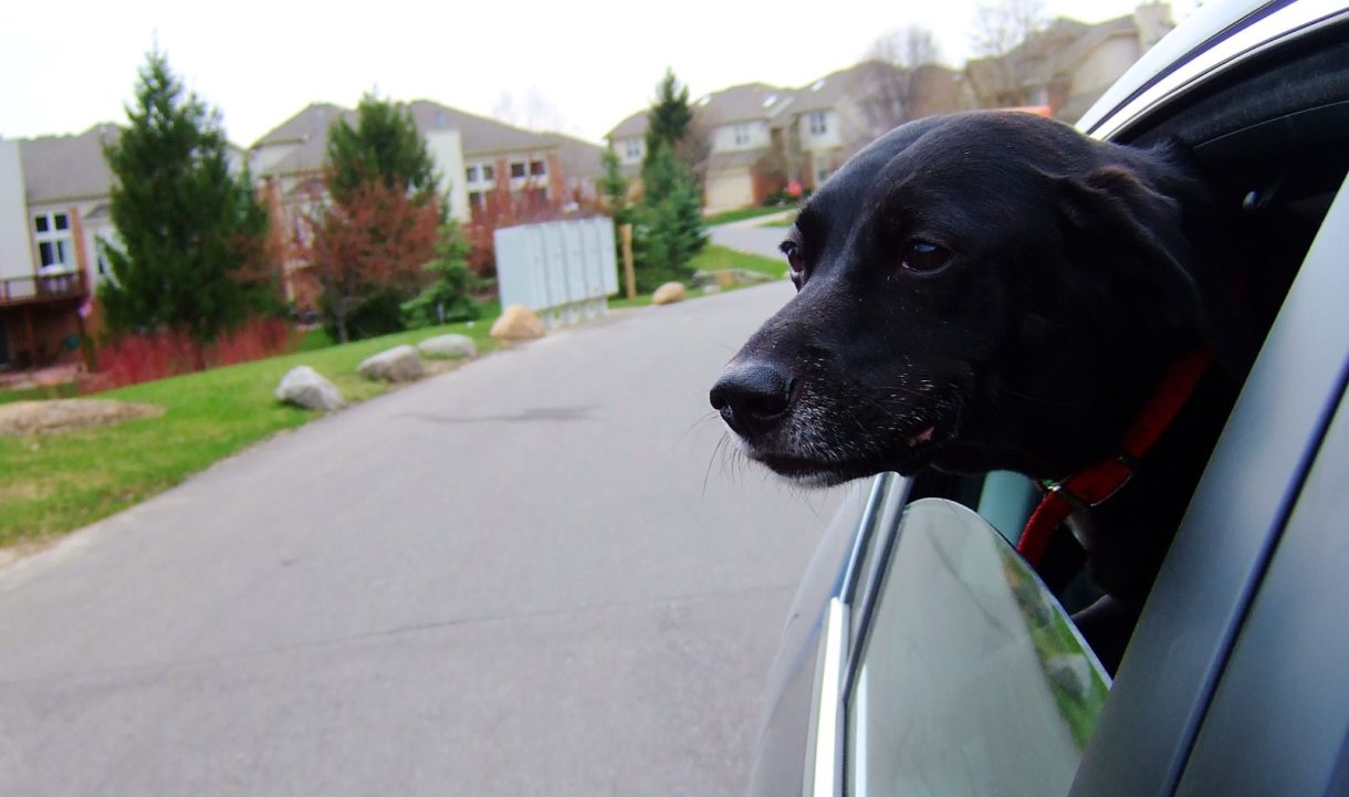 ¿Cómo debemos llevar a nuestras mascotas en el coche?