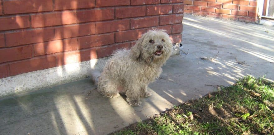 Perro