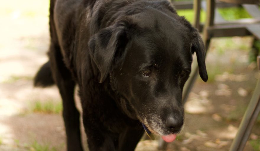 Perro
