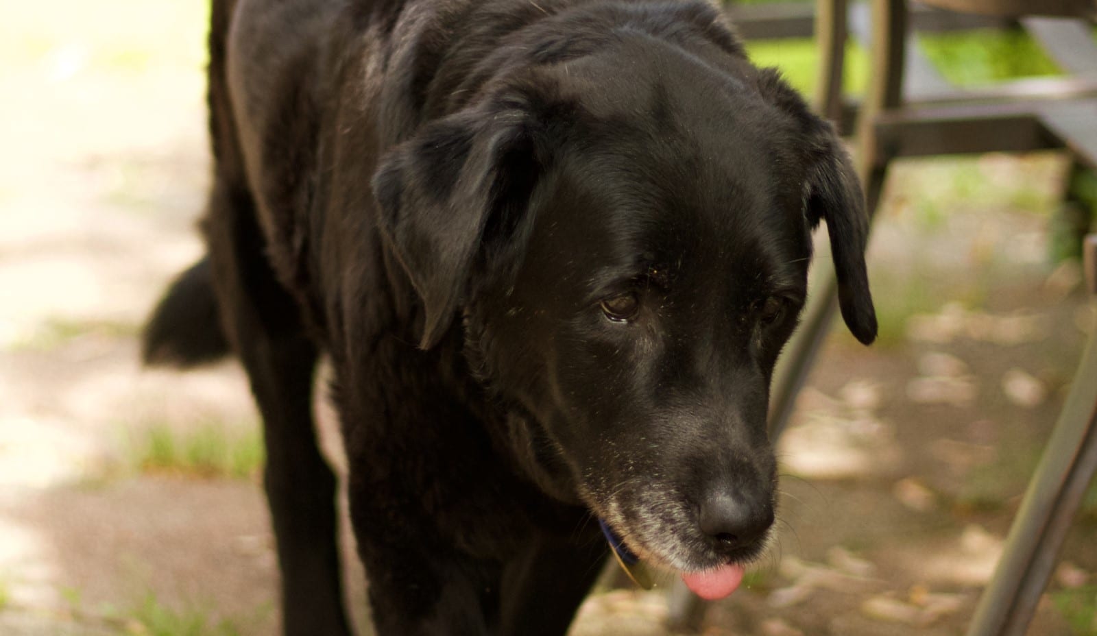 Perro