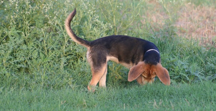 Perro