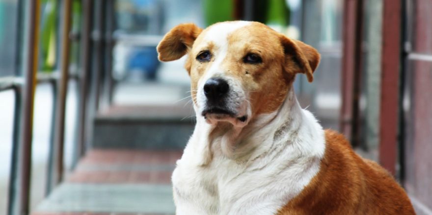 Perro
