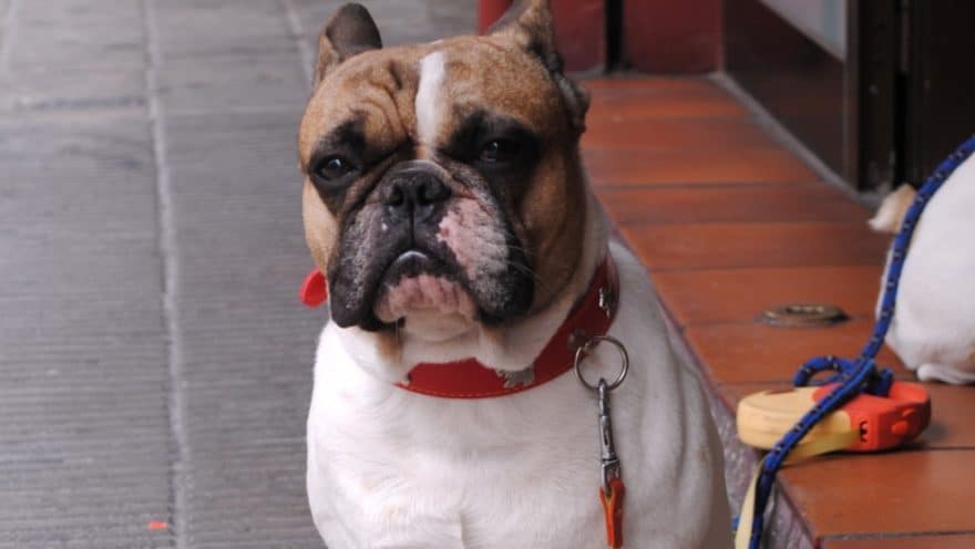 Perro