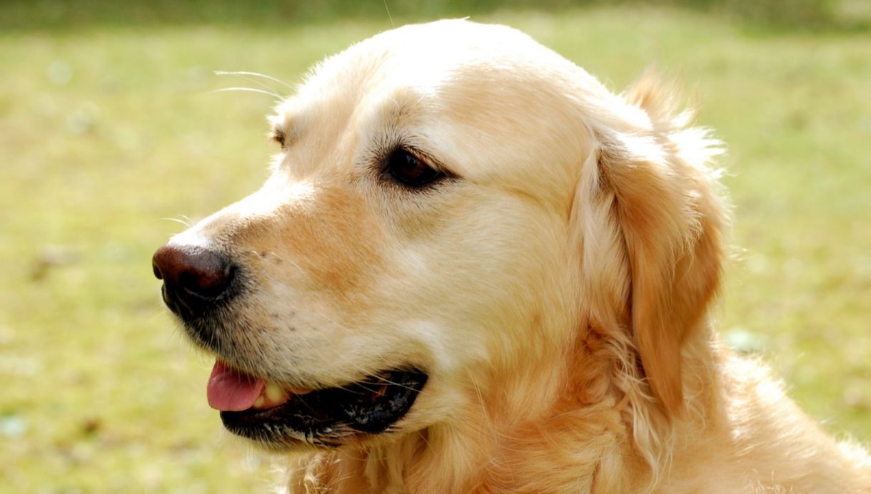 Detectando y eliminando las pulgas de nuestras mascotas