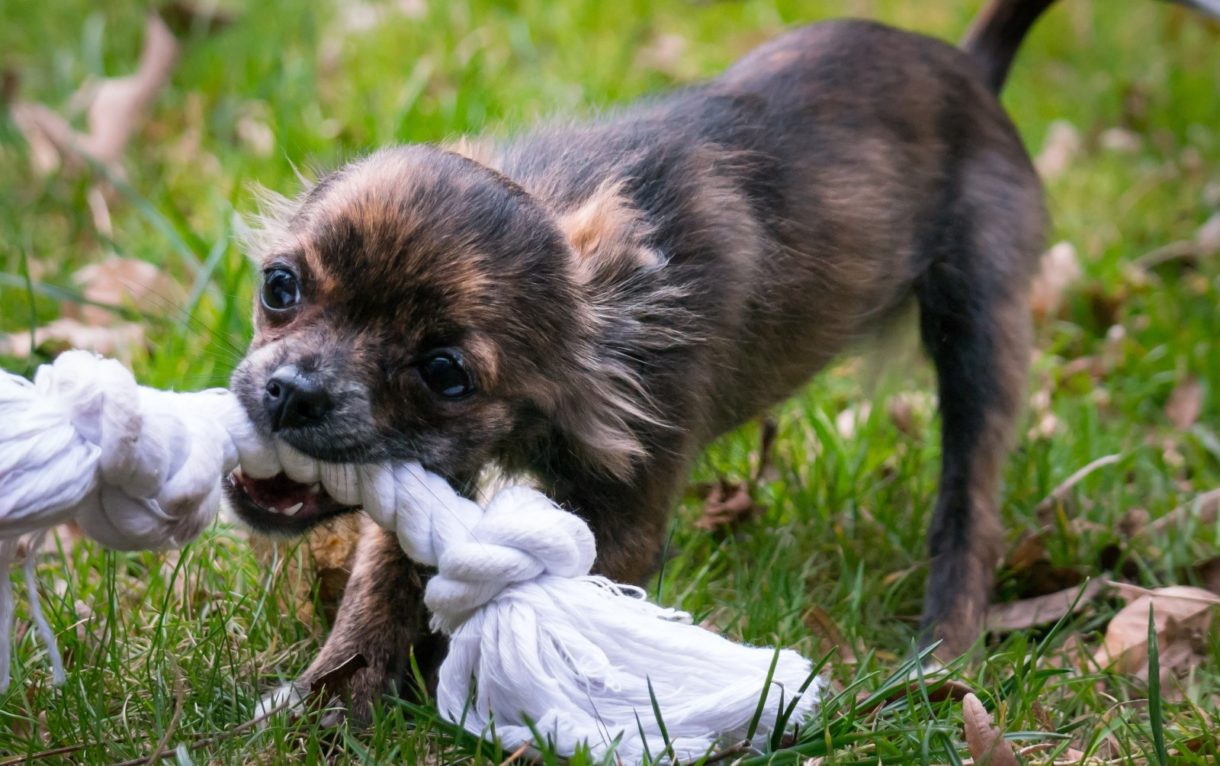 Cuidado con algunos juguetes para perros: pueden ser mortales