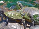 El origen de las tortugas, en los reptiles
