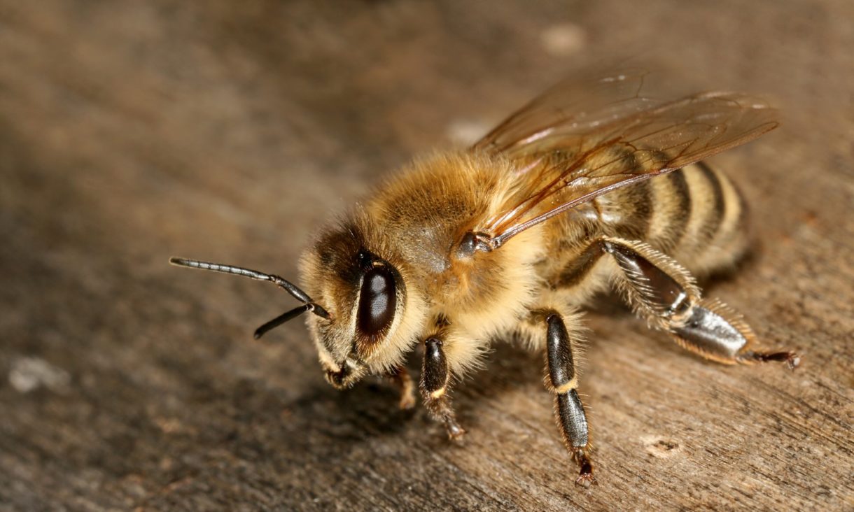 Oficialmente, la abeja ya es el ser vivo más importante del planeta