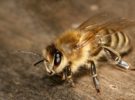 Oficialmente, la abeja ya es el ser vivo más importante del planeta