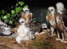 16 águilas de Bonelli están siendo reintroducidas en España y Cerdeña