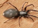 Descubiertas 4 nuevas especies de arañas en la Sierra de Guadarrama