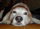 Los Beagle podrían detectar el cáncer con un 97% de precisión