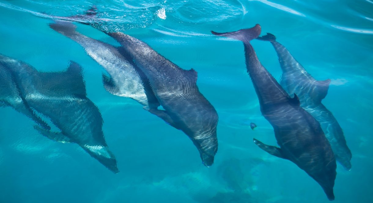 Delfines, los animales que mejor nadan de todo el planeta