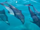 Delfines, los animales que mejor nadan de todo el planeta