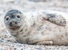 ¿Y si las focas grises aprendieran a cantar?