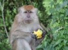 Los macacos de la India siguen provocando problemas