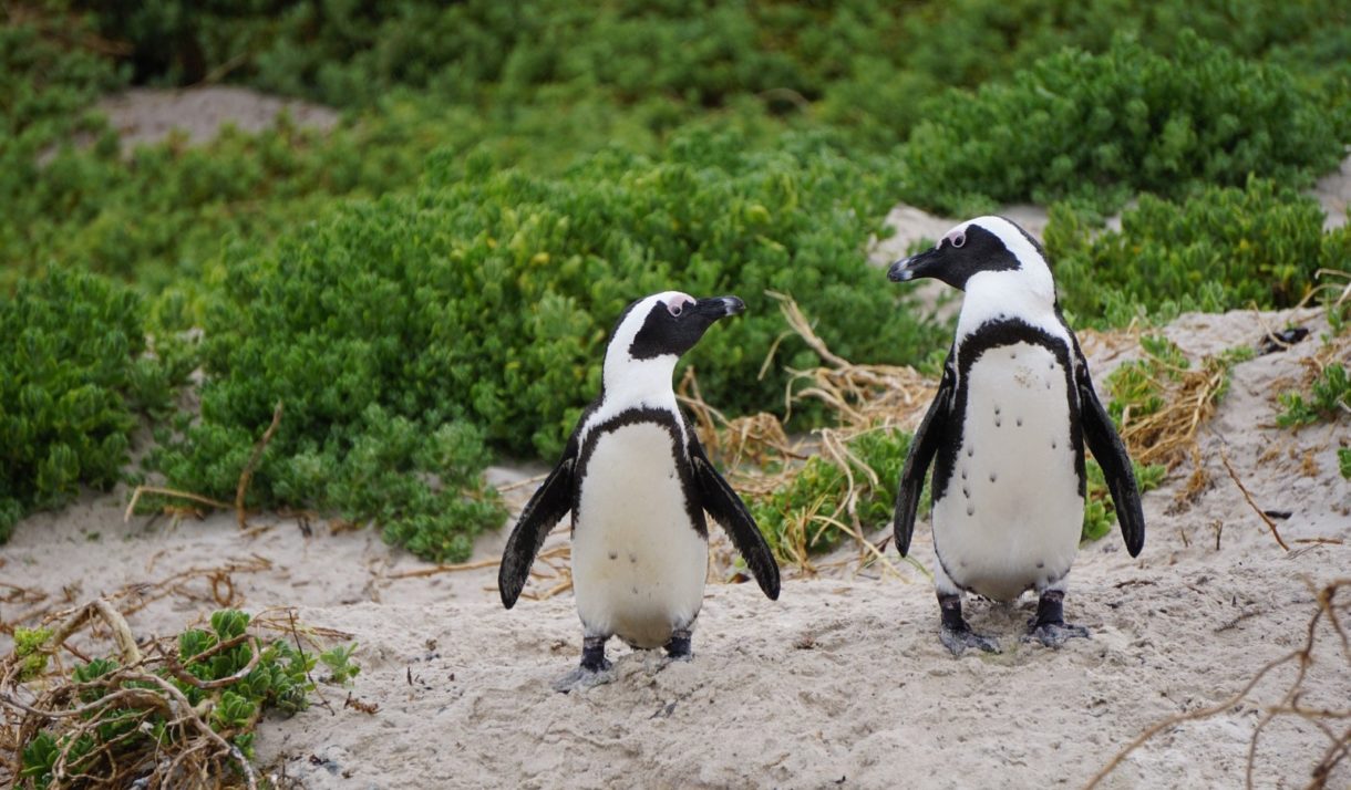 Pingüino azul, el pingüino más pequeño del mundo