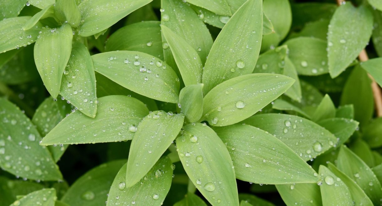 La acción humana está provocando la extinción de algunas plantas