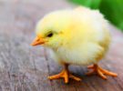 «No lo cojas», una iniciativa para saber cómo actuar ante los pollos que se caen
