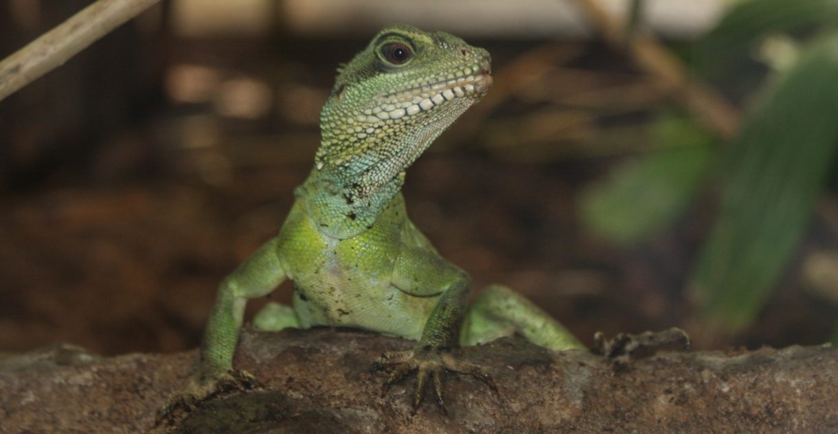 La Guardia Civil rescata a 627 reptiles del tráfico ilegal de animales (entre otros)