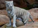 El parque de Sendaviva ve cómo dos crías de tigre blanco crecen satisfactoriamente