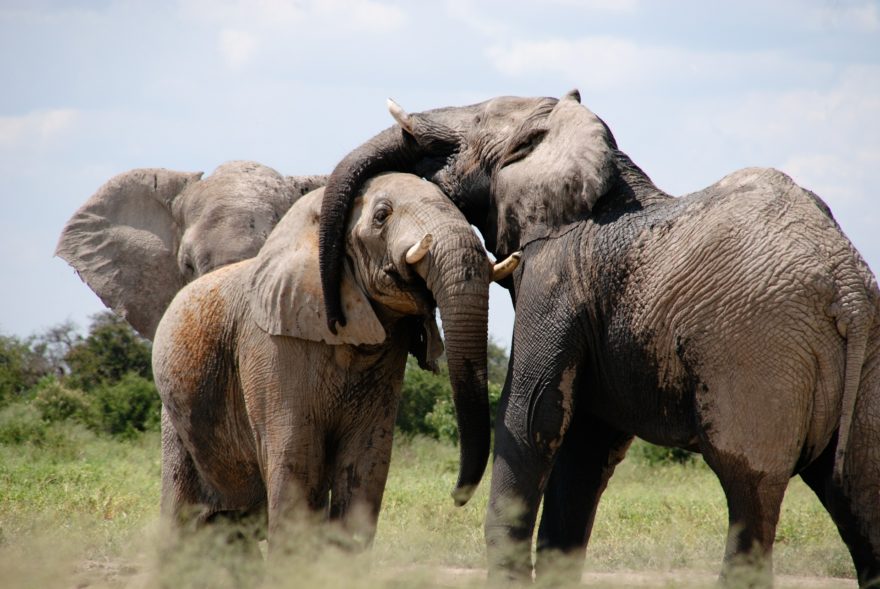 Elefante Africa Faunatura
