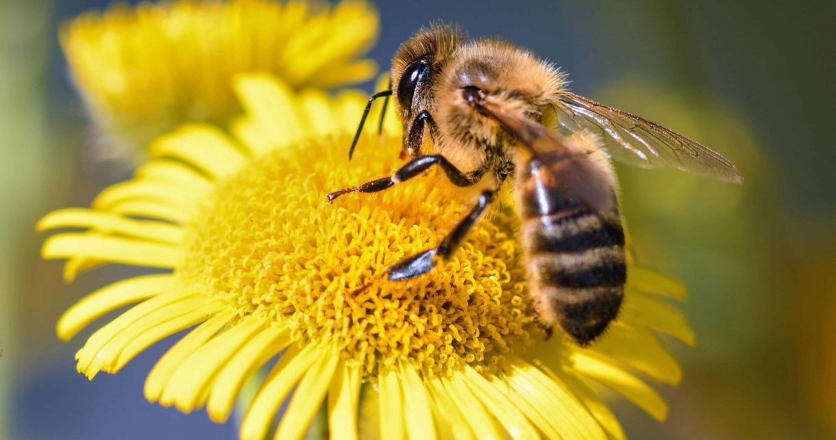 El pasillo londinense que ayudará a las abejas a polinizar