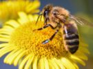 El pasillo londinense que ayudará a las abejas a polinizar