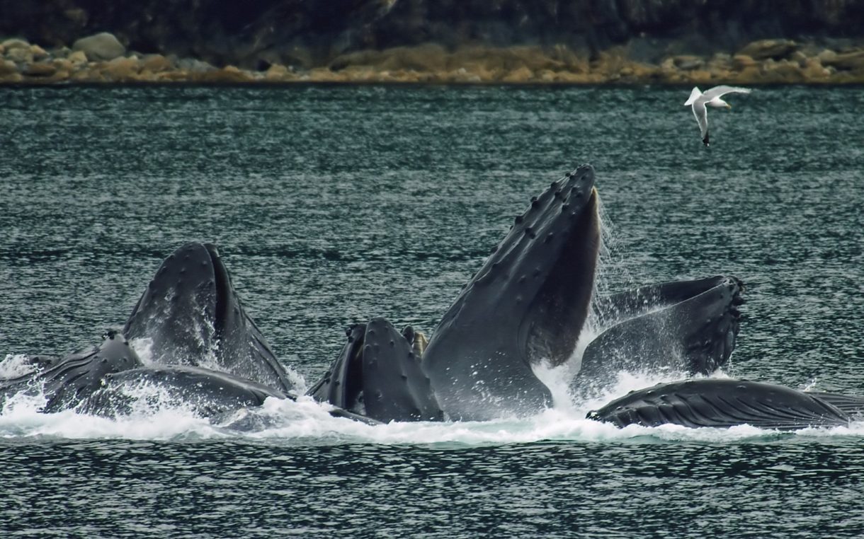 Después de 30 años de moratoria, Japón vuelve a cazar ballenas con fines comerciales