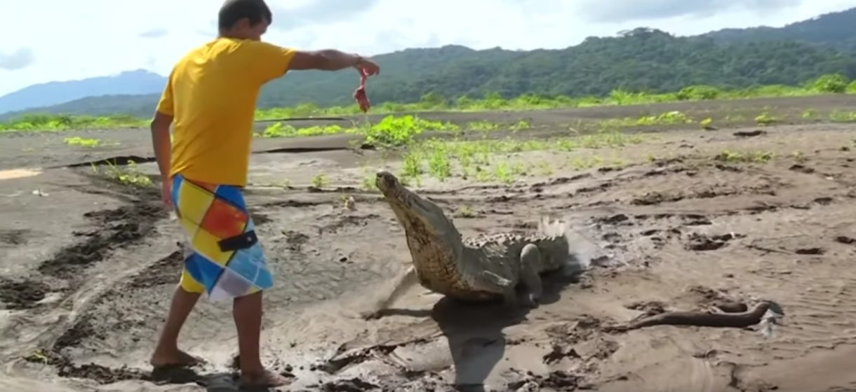 Este joven da de comer a los cocodrilos para entretener a los turistas