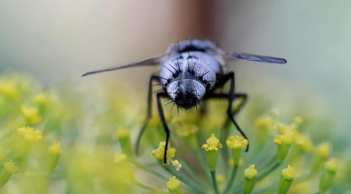 La alarma salta: podría estar ocurriendo una extinción masiva de insectos