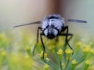 La alarma salta: podría estar ocurriendo una extinción masiva de insectos
