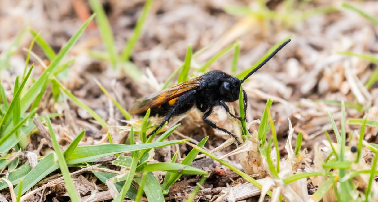 La mosca negra se expande sin control en la desembocadura del Ebro