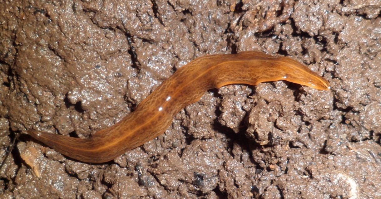 Un gusano carnívoro, así es la nueva especie invasora descubierta