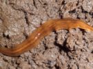 Un gusano carnívoro, así es la nueva especie invasora descubierta