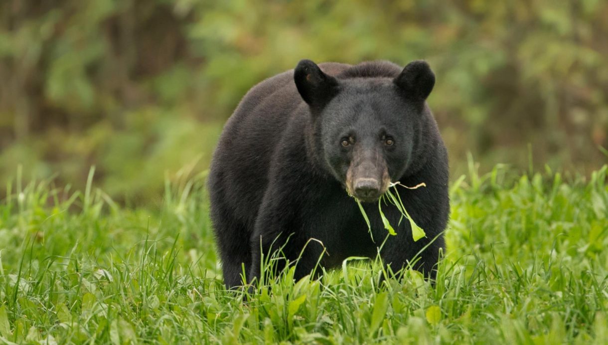 Un oso es disparado por la conducta irresponsable de los turistas