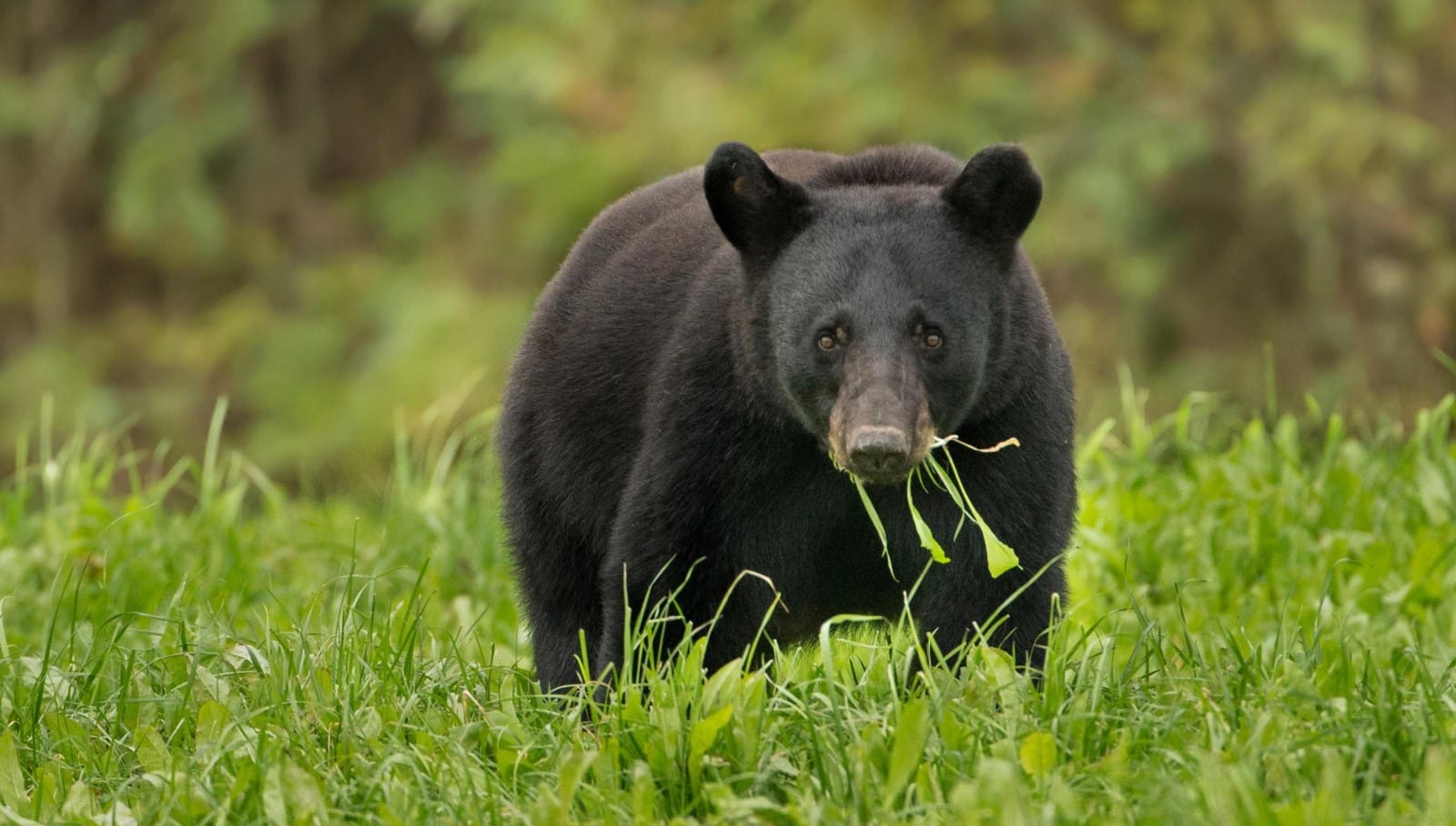 Всеядный пес из северной америки 5 букв. Животнвесеверной америки. Черный медведь. Всеядный пес из северной америки 5 букв. Енотовидная собака.