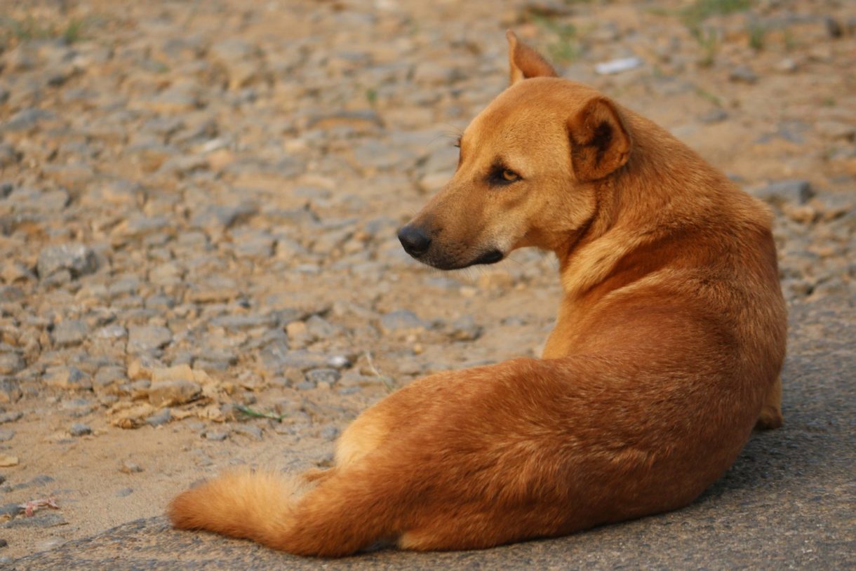 Cierra un nuevo matadero de perros, esta vez en Corea del Sur