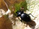 Tenebriónidos, los escarabajos que se están extinguiendo en España