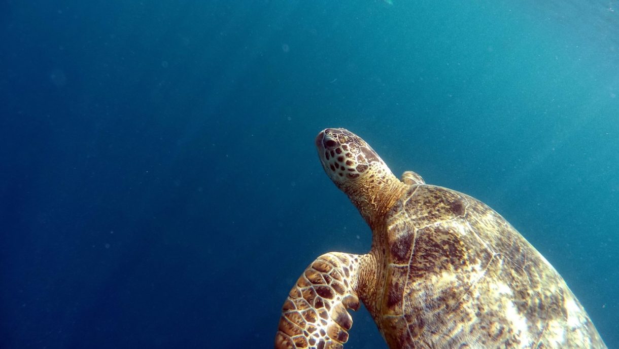 Una tortuga marina desova en Valencia… Por quinta vez en 200 años
