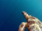 Una tortuga marina desova en Valencia… Por quinta vez en 200 años