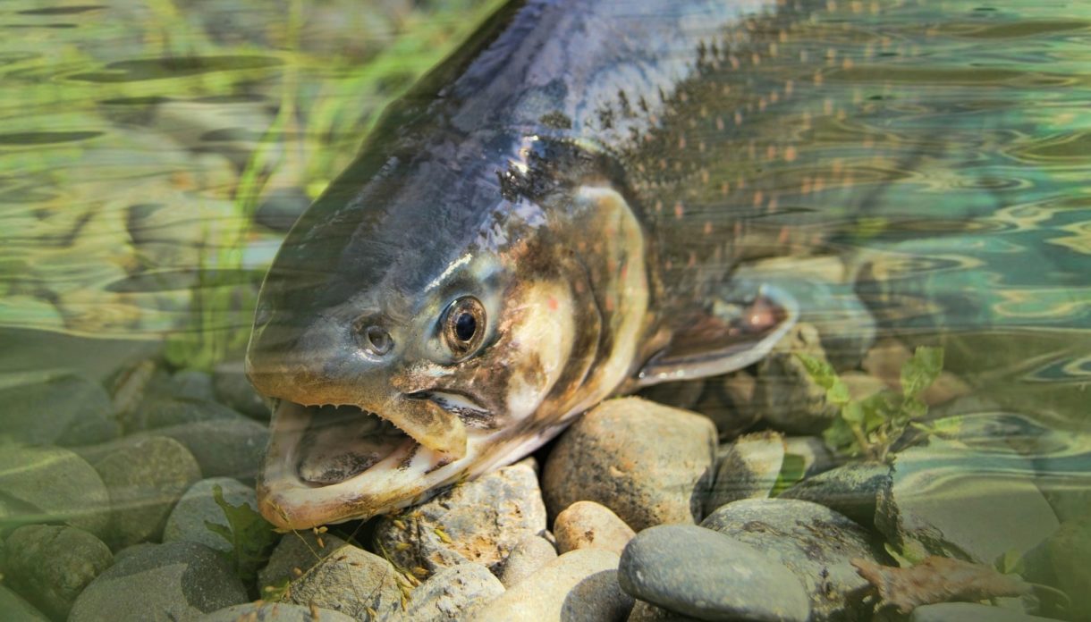 La anemia infecciosa del salmón causa estragos en la especie